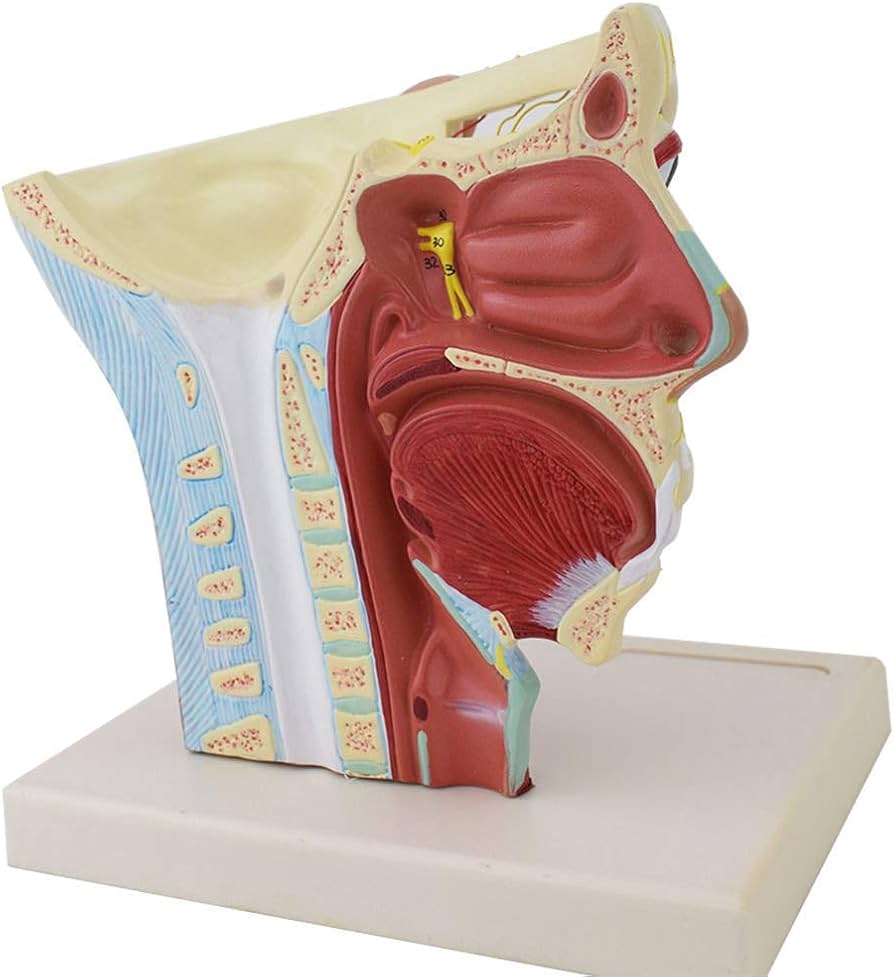 頭部模型 解剖学的構造 楽天市場】頭部正中断模型 分解なし : SUZUMORIオンライン 楽天